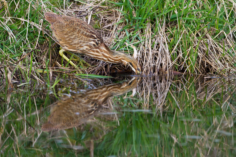 American Bittern Fishing